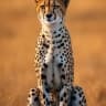 Majestic Cheetah's avatar